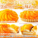 【送料無料】オレンジ&みかんタルト 5号(4人〜6人) さっぱりフルーティー 贅沢 生地 果肉粒入り フルーツ タルト ケーキ スイーツ お菓子 焼菓子 贈り物...