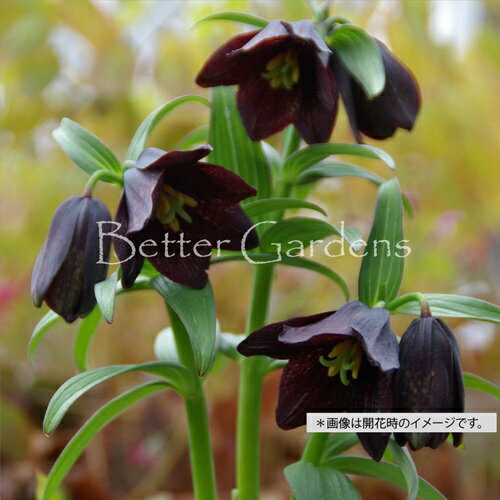 【送料区分A】【9cmポット】クロユリ【球根性多年草】〈2025/09/29、休眠中〉