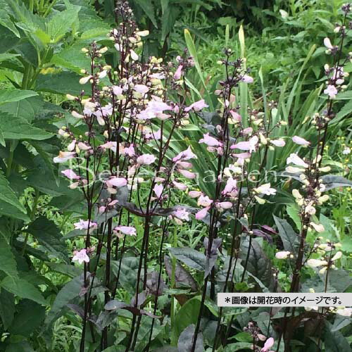 【送料区分A】【9cmポット】ペンステモン・ジギタリス 'ハスカーレッドストレイン'【宿根草】〈2025/10..