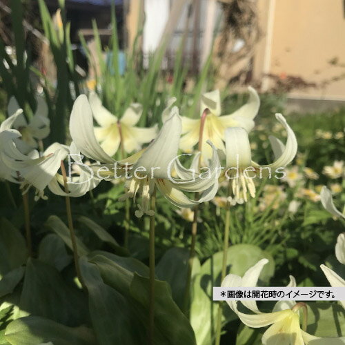 【送料区分A】【9cmポット／1球植え】カタクリ 'ホワイトビューティー'〈2025/10/16；休眠中、発根確認..