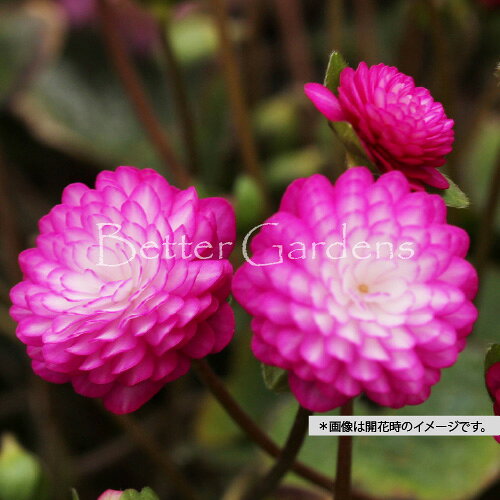 【送料区分A】【9cmポット】雪割草　千重咲き　安寿〈アンジュ〉【山野草・宿根草】〈2025/11/15、葉が..