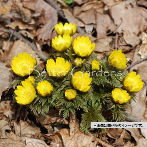 【送料区分A】【10.5cmポット／2芽株植え】フクジュソウ〈福寿草〉【宿根草・山野草】〈2025/11/17、地..