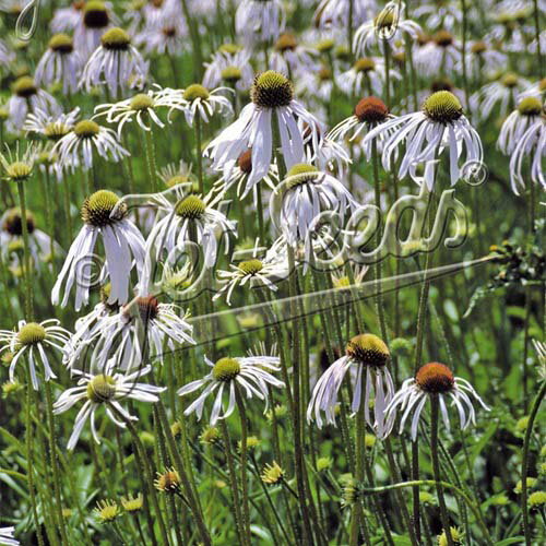【送料区分A】【9cmポット】エキナセア・パリダ　フラダンサー【宿根草】〈2025初夏定植苗：2025/11/17..