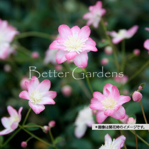 【送料区分A】【7.5cmポット】台湾バイカカラマツソウ　赤花系【山野草・宿根草】〈2025/11/22、冬季休..