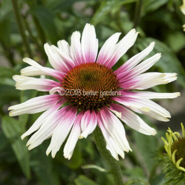 【宿根草】エキナセア ファンキーホワイト(10ポット1セット)【Aグループ】ECHINACEA purprea 'Funky White®'