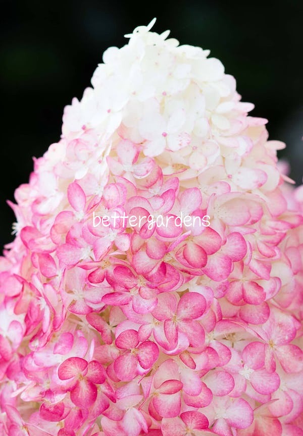 【アジサイ】ハイドランジア ’リビングピンクアンドローズ'(10.5cmポット)【Gグループ】HYDRANGEA paniculata 'Living Pink and Rose®'