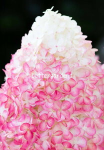 【アジサイ】ハイドランジア ’リビングピンクアンドローズ'(10.5cmポット)【Gグループ】HYDRANGEA paniculata 'Living Pink and Rose®'