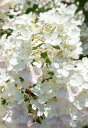 ハイドランジア 'リビングタッチオブピンク'(13.5cmロングポット) HYDRANGEA paniculate 'Living Touch of Pink'