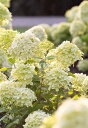 ハイドランジア 'リビングリトルパッション'(13.5cmロングポット)HYDRANGEA paniculata 'Living Little Passion®'​​​​​​​