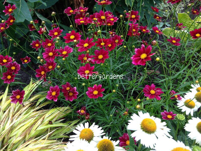 【宿根草】コレオプシス 'マーキュリーライジング'(2ポット1セット/10.5cmポット)【Gグループ】Coreopsis ‘Mercury Rising&#174;’ 登録番号 26102