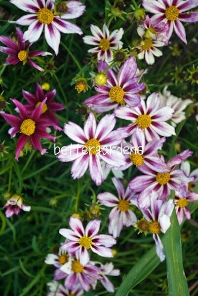 コレオプシス 'コスミックエボリューション'(2ポット1セット/10.5cmポット)Coreopsis ‘Cosmic Evolution’