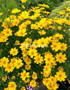 コレオプシス 'ゴルディロックス'(2ポット1セット/10.5cmポット) Coreopsis ‘Goldilocks’