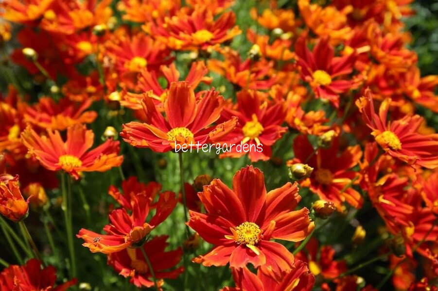 コレオプシス 'ダーリンクレメンタイン'(2ポット1セット/10.5cmポット)Coreopsis ‘Darling Clementine’