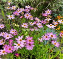 コレオプシス 'ブラッシングピンク'(2ポット1セット/10.5cmポット)Coreopsis ‘Blushing Pink’