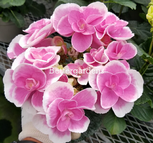 【アジサイ】ハイドランジア 'ドリップピンク'(15cmポット)【送料無料】ギフト不可 平均3~4輪 HYDRANGEA macrophylla 'Drip Pink&#174;'のサムネイル