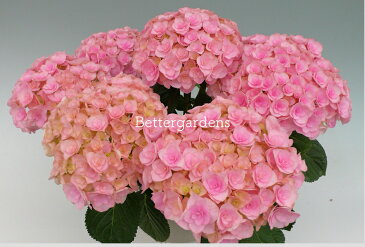 【アジサイ】マリーピンク【送料無料】ギフト不可 平均3~4輪　HYDRANGEA macrophylla 'Marry Pink®'