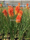 【送料区分A】【宿根草】クニフォフィア 'ポコサンセット' (10ポット1セット/9cmポット) KNIPHOFIA 'Poco Sunset'