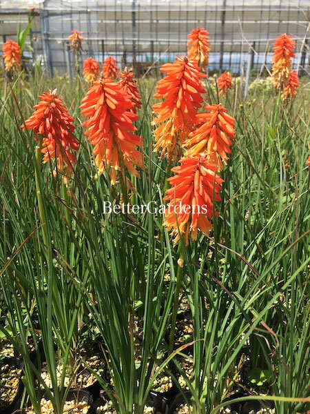 耐寒性 Poco 多年草 開花時期 春 苗物 花苗 Sunset 花 ガーデン Diy ガーデニング 園芸 花壇 Aグループ 季節 育てやすい 切り花 庭植え 鉢植え 植物 おしゃれ 植えっぱなし 宿根草 クニフォフィア ポコサンセット 10ポット1セット 9cmポット Aグループ