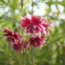 【送料区分A】【宿根草】西洋オダマキ 'ノラバロー'(2ポット1セット/9cmポット) AQUILEGIA vulgaris var. stellata plena Barlow-Series 'Nora Barlow'