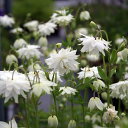 西洋オダマキ 'ホワイトバロー'(2ポット1セット/9cmポット) AQUILEGIA vulgaris var. stellata plena Barlow-Series 'White Barlow'