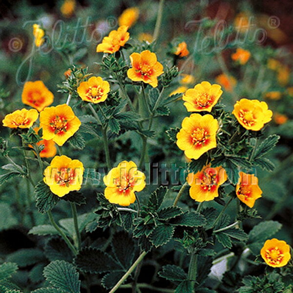 ポテンティラ オレンジ スターリット(10ポット1セット/9cmポット) POTENTILLA atrosanguinea 'Orange Starlit'