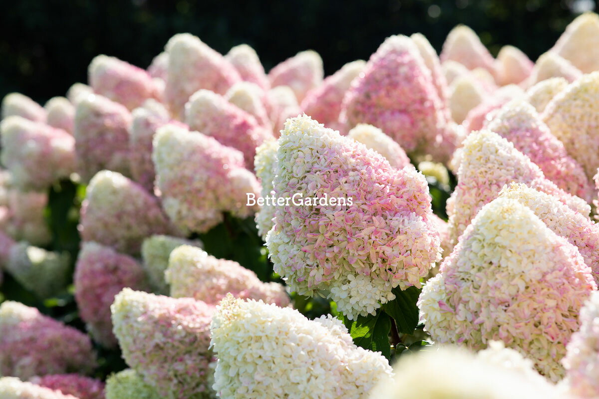 【アジサイ】ハイドランジア 'リビングサマーラブ'(10.5cmポット)【Gグループ】HYDRANGEA paniculata 'Living Summer Love®'のサムネイル