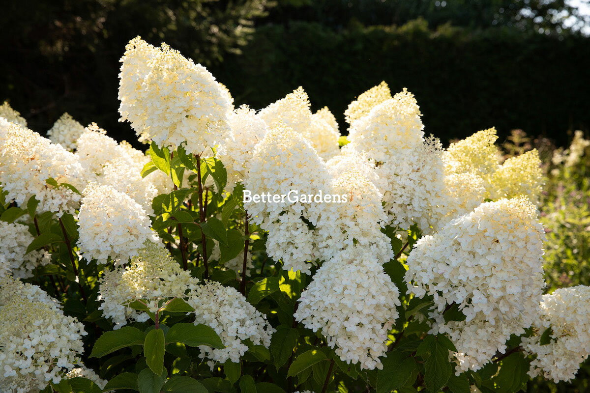 【アジサイ】ハイドランジア 'リビングシュガーラッシュ'(10.5cmポット)【Gグループ】HYDRANGEA paniculata 'Living Sugar Rush®'のサムネイル