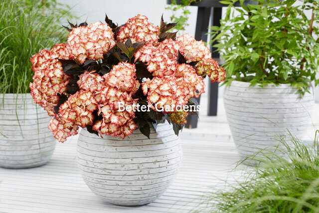 ハイドランジア 'ライトマイファイヤ'(12cmポット) HYDRANGEA macroohylla 'Light my Fire®'