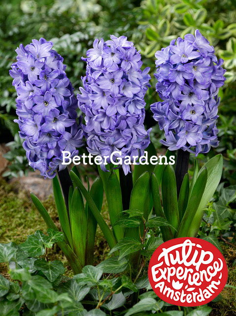 【送料区分A】【球根】ヒヤシンス 'ブルースター'(1袋/3球入) HYACINTHUS 'Blue Star'