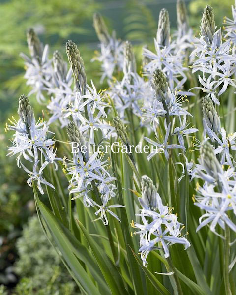 【送料区分A】【球根ポット植え】カマシア クシキー(9.0P) CAMASSIA leichtlinii cusickii