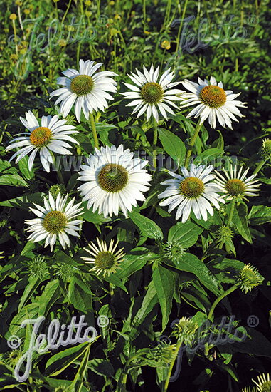 エキナセア 'ハッピースター'(2ポット1セット/9cmポット) ECHINACEA purpurea 'Happy Star'