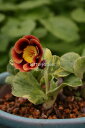 オーリキュラ 'ピアーズテルフォード' (10ポット1セット/7.5cmポット) PRIMULA auricula 'Piers Telford'