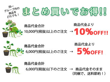 【宿根草】フロックス パニキュラータ クレームドマント(2ポット1セット/9cmポット)【Aグループ】Phlox paniculata Creme de Menthe