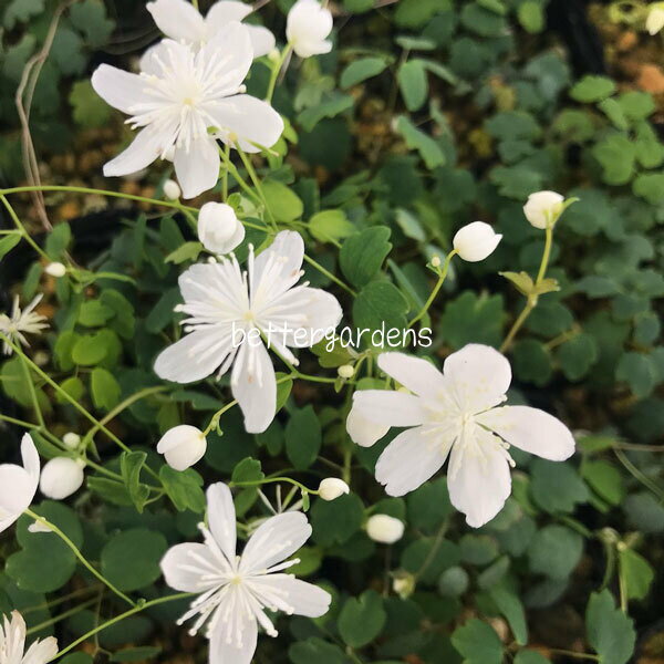 【宿根草】台湾梅花カラマツソウ 白花(2ポット1セット/7.5cmポット)【Aグループ】THALICTRUM urbainii 'Alba'