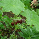 【送料区分A】【宿根草】ハッカクレン(12cmポット) PODOPHYLLUM pleiantha