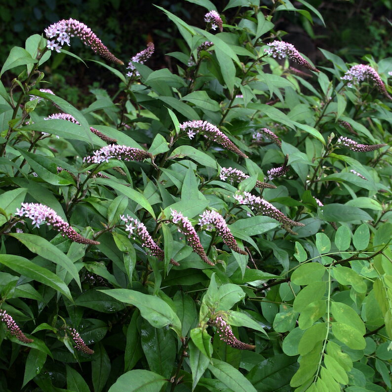 【宿根草】オカトラノオ ピンクパール(2ポット1セット/9cmポット)【Aグループ】LYSIMACHIA clethroides 'Pink Pearl'