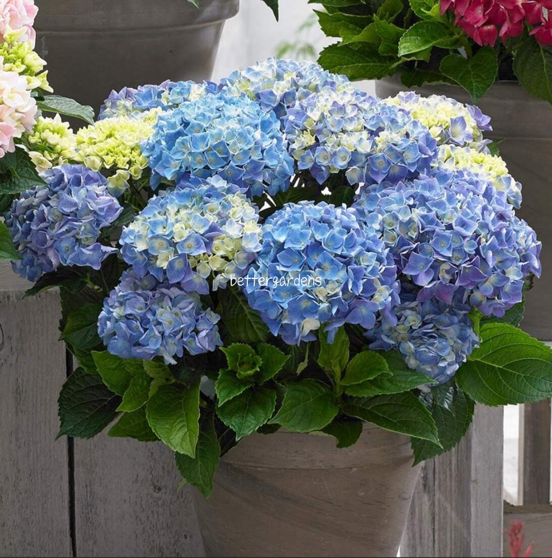 【アジサイ】ハイドランジア 'ブルーバラード'(18cmポット)【Gグループ】HYDRANGEA macroohylla 'Blue Ballad&#174;'のサムネイル