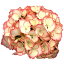 「【アジサイ】ハイドランジア 'カクテル'(21cmポット)【Gグループ】HYDRANGEA macrophylla 'Cocktail&#174;'」を見る