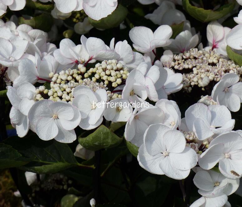 【アジサイ】チョコチックホワイト【Aグループ】ギフト不可HYDRANGEA macrophylla 'Choco Chic White&#174;'