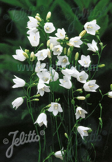 【送料区分A】【宿根草】カンパニュラ・ロツンディフォリア 'ホワイトジェム'(10ポット1セット/9cmポット) CAMPANULA rotundifolia 'White Gem'