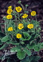 ポテンティラ 'ゴールデンスターリット'(10ポット1セット/9cmポット) POTENTILLA atrosanguinea var. argyrophylla 'Golden Starlit'