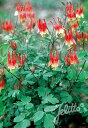 【宿根草】カナダオダマキ 'リトルランタン'【Aグループ】AQUILEGIA canadensis 'Little Lanterns'