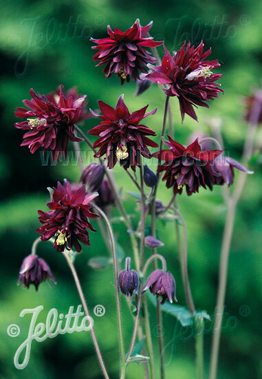 西洋オダマキ 'ボルドーバロー'(2ポット1セット/9cmポット) AQUILEGIA vulgaris var. stellata plena Barlow-Series 'Bordeaux Barlow'