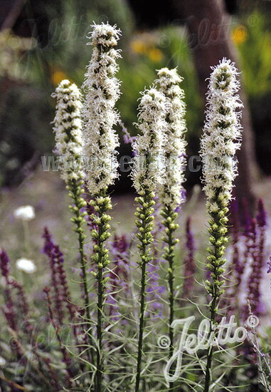 リアトリス 'フロリスタンホワイト' (2ポット1セット/9cmポット) LIATRIS spicata 'Floristan White'