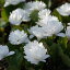 【宿根草】サンギナリア・カナデンシス フロレプレノ【Aグループ】SANGUINARIA canadensis 'Flore Pleno'