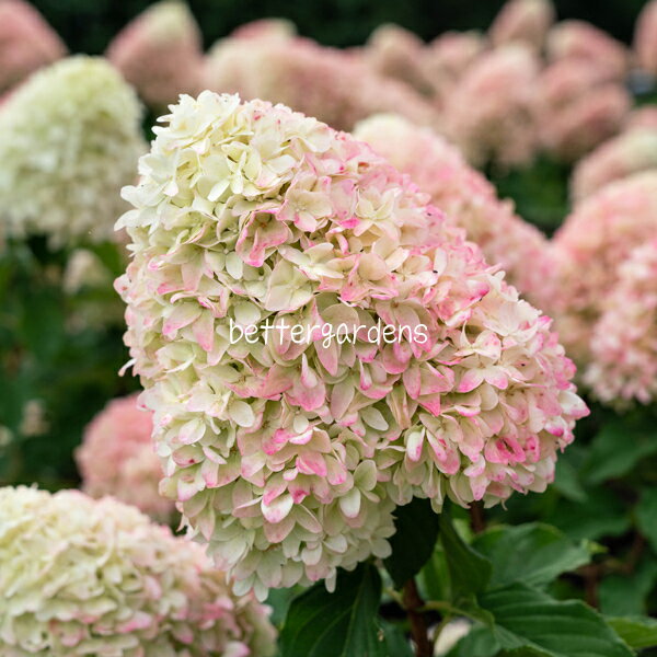 ハイドランジア 'リビングサマーラブ'(13.5cmロングポット) HYDRANGEA paniculate 'Living Summer Love'