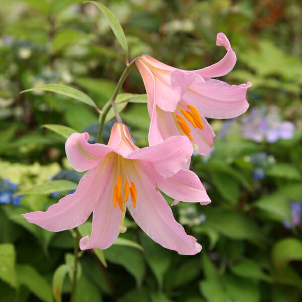 【送料区分A】【9cmポット／1ポット】ヒメサユリ（オトメユリ）【山野草・ユリ・球根】〈2024/10/19、休眠中、2025開花見込み〉