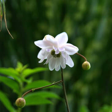 【宿根草】八重咲き レンゲショウマ【Aグループ】Anemonopsis macrophylla 'Flore Pleno'