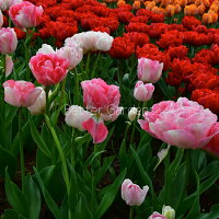 楽天市場 球根 チューリップ アンジェリケ 5球入 Cグループ 秋 ガーデニング 園芸 花壇 耐寒性 庭 鉢植え 庭植え 育てやすい 植物 おしゃれ 切り花 植えっぱなし 花苗と球根の店 Better Gardens 楽天市場 球根 チューリップ アンジェリケ 5球入 Cグループ 秋 ガーデニング 園芸 花壇 耐寒性 庭 鉢植え 庭植え 育てやすい 植物 おしゃれ 切り花 植えっぱなし 花苗と球根の店 Better Gardens