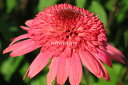 【宿根草】エキナセア 'ラズベリートラッフル'(12cmポット)【Gグループ】Echinacea 'Raspberry Truffle®'